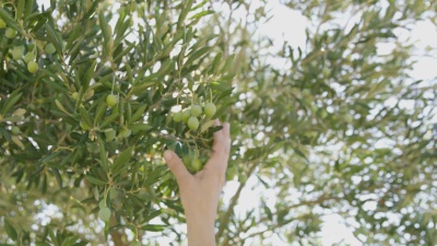 MS HAND伸手在树上采摘绿橄榄