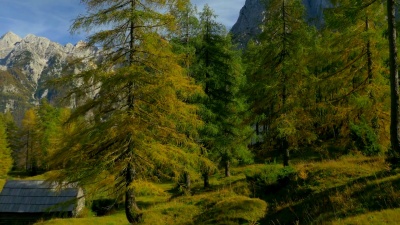 AERAL 秋天山顶上五颜六色的落叶松