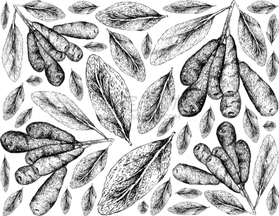 白色,壁纸,忍冬,有机食品,食品,图像,加拿大,蜂蜜,种子,绘制
