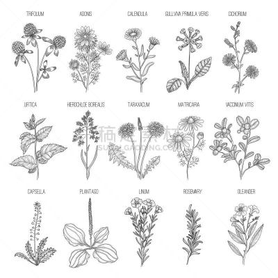 健康保健,蒲公英,自然,草本,迷迭香,矢量,手,菜园,花,收集