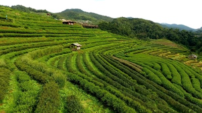 山上茶园梯田鸟瞰。