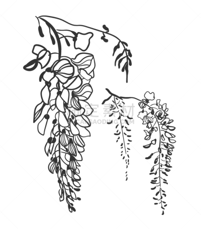 紫藤,植物,草图,化学元素周期表,自然美,春天,设计,复古,绘制,花