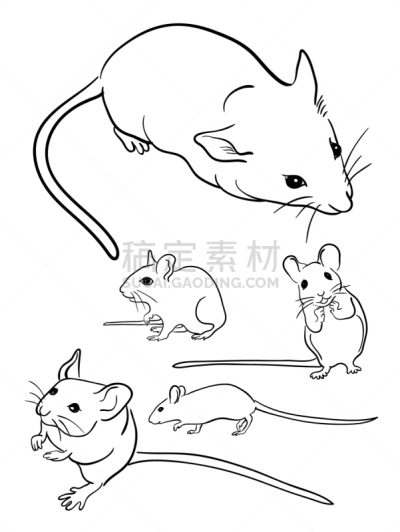 二进制码,鼠,线条画,直的,哺乳纲,小的,数码图形,动物,品牌名称,着色