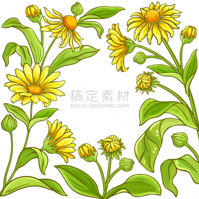山金车属,植物群,白色背景,边框,生物学,健康保健,顺势医学,清新,成分,芳香疗法