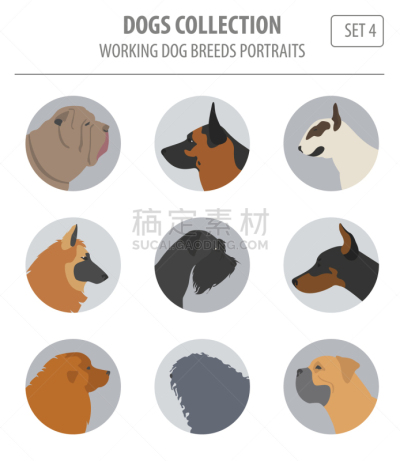 分离着色,狗,纯种犬,梗犬,纽芬兰,图像,沙皮狗,杜宾犬,牛头梗,收集