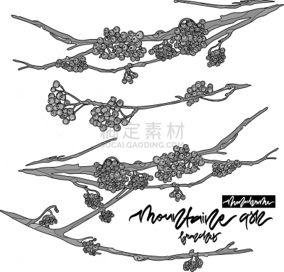 枝,单色调,山梨树,可爱的,白色,自然,季节,野生动物,问候,坐