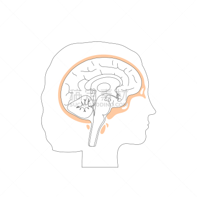 绘画插图,头骨,矢量,分离着色,生物学,有序,健康保健,侧面,半球体,背景分离