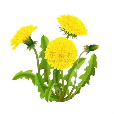 蒲公英,分离着色,灌木,生物学,植物群,草,自然美,植物,写实,花