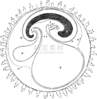 膜,卵子,白色,矢量,运河,图像,原始主义,雕刻图像,黑色,复古