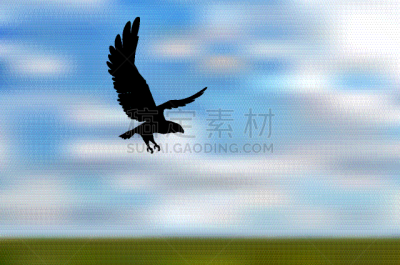 鹰,分离着色,白色,白昼,自然,野生动物,图像,剪影,飞