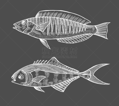 草图,鱼类,墨水,清新,食品,大西洋,动物,烹调,复古,绘制