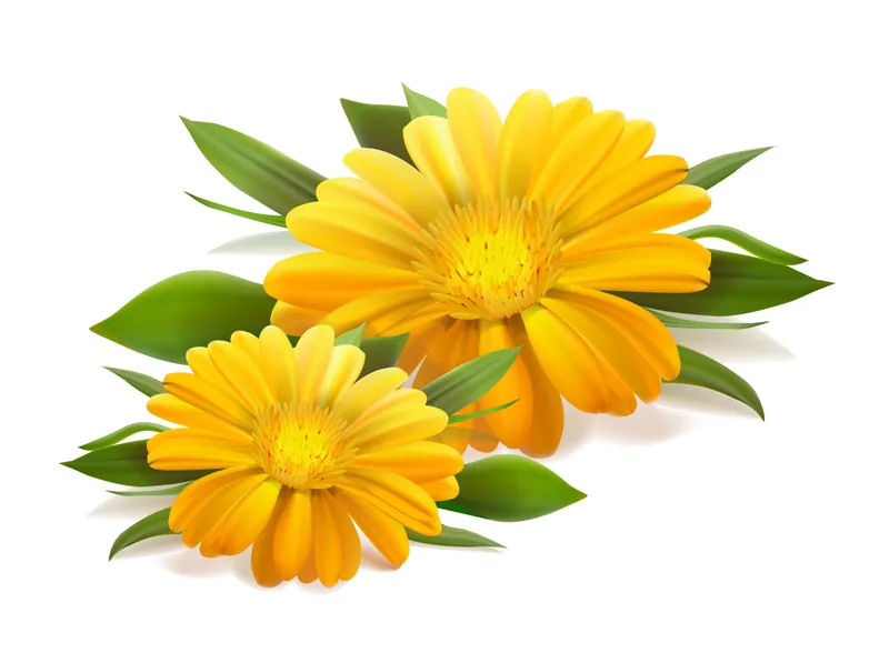 万寿菊 万寿菊图片 万寿菊素材下载 稿定素材