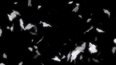 羽毛在哪里跳舞/循环