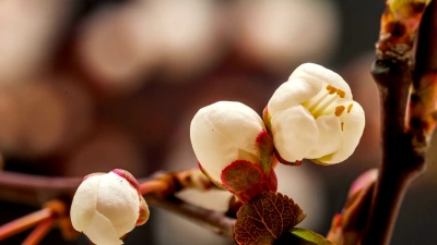 野梅花盛开
