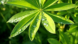 羽扇豆绿的叶子在阳光下雨后用雨滴露珠关闭。自然夏季背景
