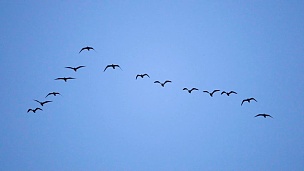 跟随领队 成群的海鸥以不完美的V字形飞行。慢动作。鸟儿海鸥编队飞行，蓝天背景。候鸟编队飞行