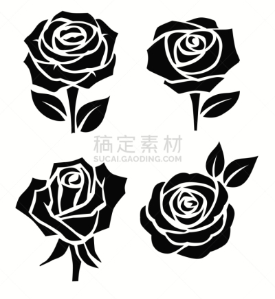 自然美,玫瑰,分离着色,轮廓,白色,华丽的,摆拍,花,装饰