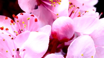 粉红色樱花盛开