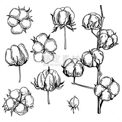 绘画插图,矢量,动物手,棉花,草图,生物学,农业,球体,自然界的状态,纺织品