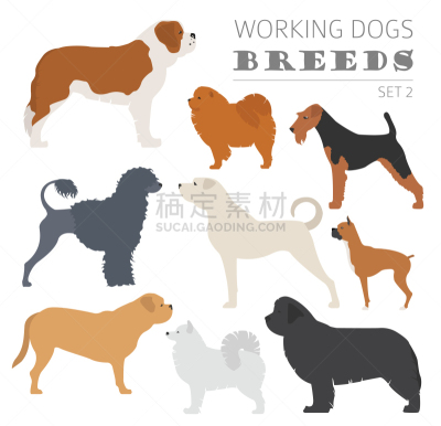 分离着色,狗,纯种犬,梗犬,纽芬兰,图像,沙皮狗,杜宾犬,牛头梗,收集