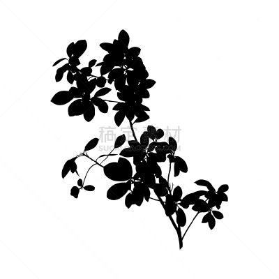 植物,绘画插图,无花果树,矢量,benjamin,黑色,分离着色,白色背景,华丽的,背景分离