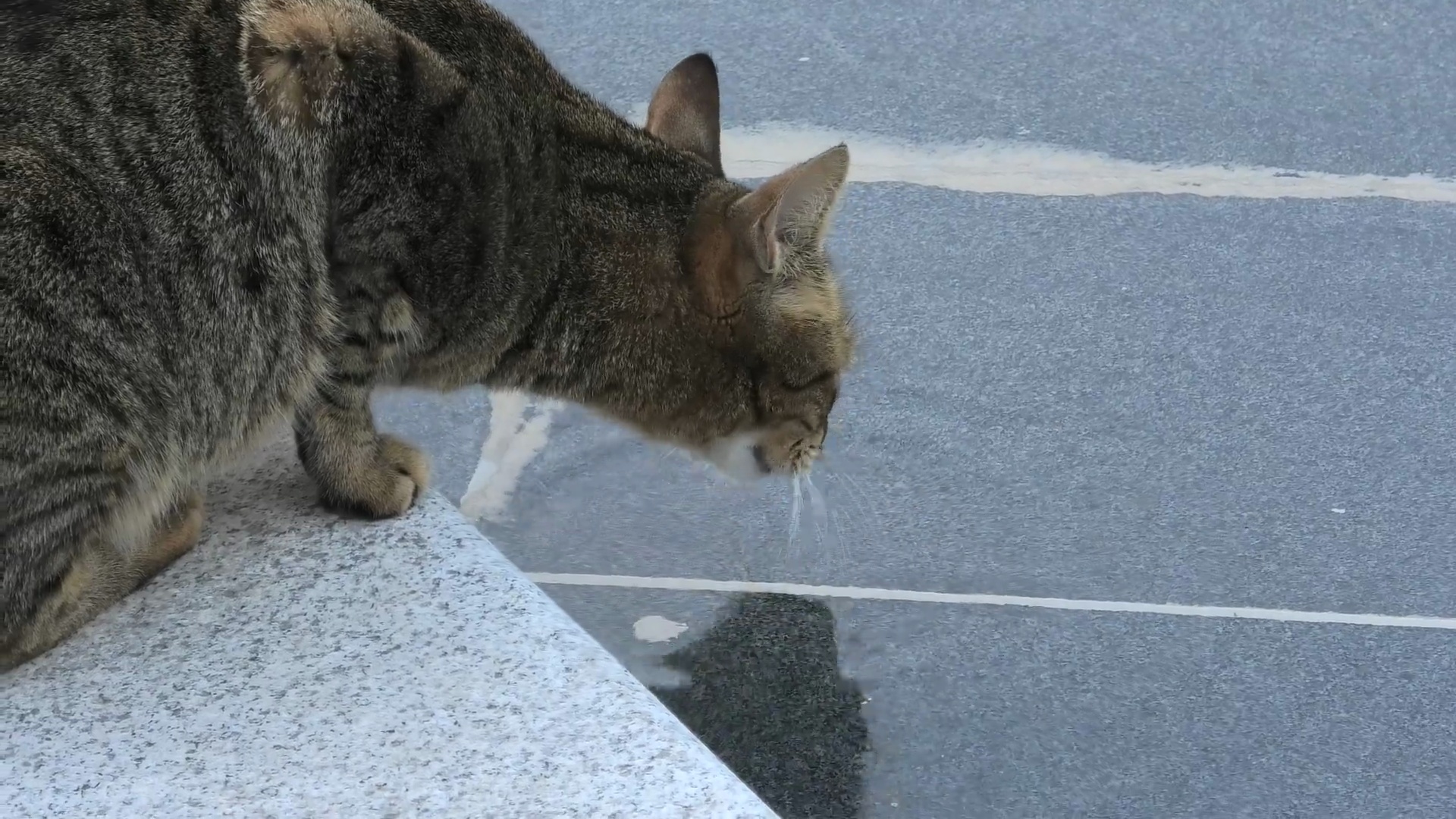 猫饮城市喷泉