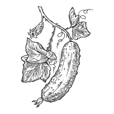 雕刻图像,黄瓜,蔬菜,素食,食品,植物,剪贴画,木版画,复古,绘制