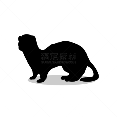 哺乳纲,雪貂,白鼬,鼬,黑色,可爱的,野生动物,脊椎动物,动物,剪影
