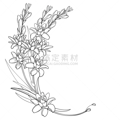 角落,轮廓,矢量,花束,晚香玉,叶子,黑色,分离着色,白色背景,龙舌兰属植物