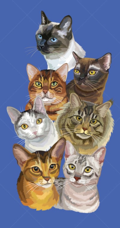 明信片,三只动物,猫,分离着色,白色,高雅,垂直画幅,肖像,图像,哺乳纲