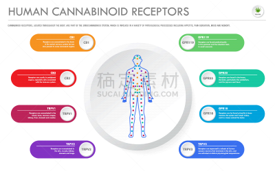 受体,人,水平画幅,商务,分子,淋巴系统,植物,香熏油
