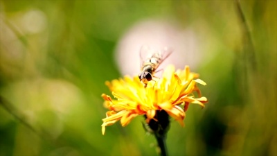 黄蜂收集花蜜从花crepis alpina慢动作。