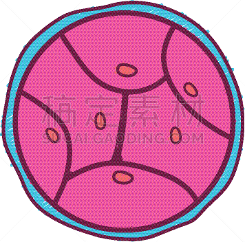 生物学,脱氧核糖核酸,胚胎,卵子,人,科学,生物科技,健康保健,分割