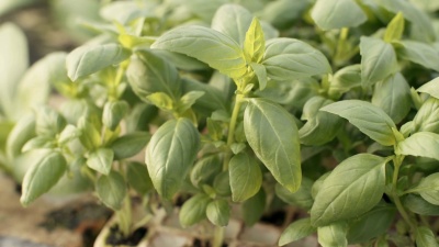 温室内种植的水生蔬菜