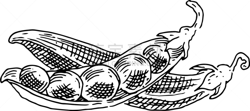 豌豆,豌豆荚,黑白图片,数码图形,分离着色,白色,自然,矢量,一模一样,草图