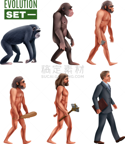 舞台,性格,发育阶段,猴子,生物学,华丽的,人属,灵长目,哺乳纲,动物