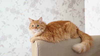 可爱的姜猫躺在沙发的扶手上。毛茸茸的宠物在镜头中主演。舒适的家庭背景