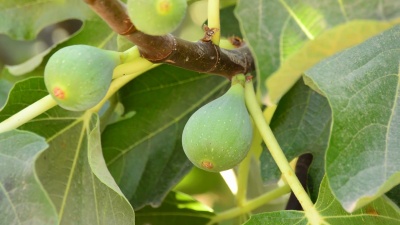 无花果树枝上的无花果