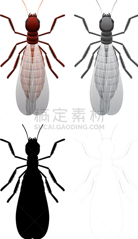 白色,昆虫,矢量,图像,插画,艺术,黑色,布置,剪影