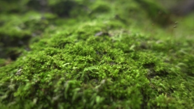 Moss在Wide Dolly Shot超慢动作中