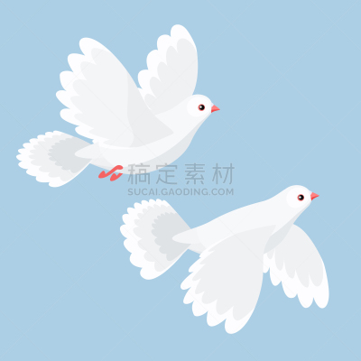 斑鸠,两只动物,分离着色,可爱的,白色,宠物,自然,纯净,飞,爱