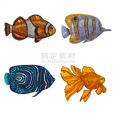 鱼类,动物手,生物学,纺织品,野生动物,动机,动物,珊瑚,草图,绘制