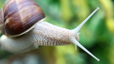 蜗牛