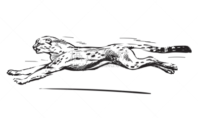 猎豹,概念,迅速,草图,猫,分离着色,轮廓,白色,跑,跳