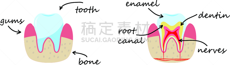 珐琅,牙本质,骨骼,,人的牙齿,神经系统,口腔卫生,健康保健,背景分离