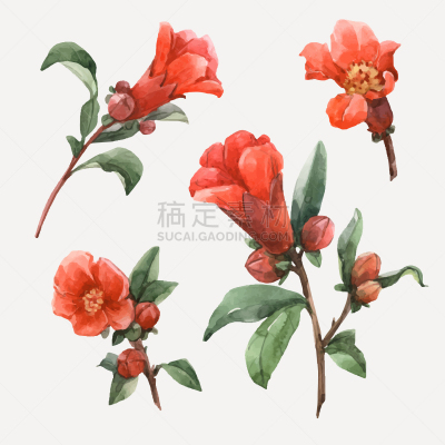 石榴,水彩画,夏天,春天,华丽的,时髦的,花,绘制,作画,复古