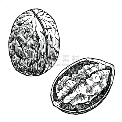 绘画插图,有机食品,胡桃,矢量,动物手,白色背景,自然界的状态,背景分离,食品,维生素