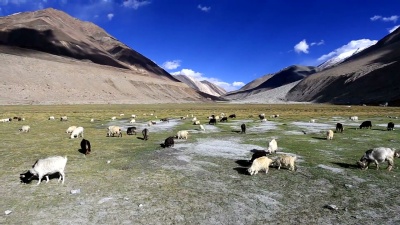 绵羊在遥远的五颜六色的山的背景下，兰格达姆，赞斯卡山谷，印度