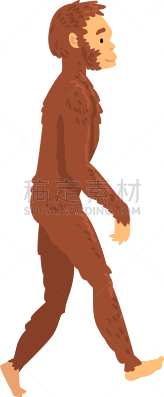 生物学,舞台,直立人,男穴居人,人,男人,直立的,人属,理想化的,进化