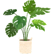 植物插画-龟背竹